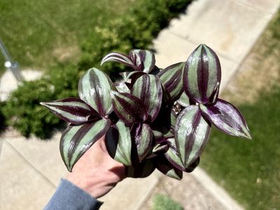 Potted Tradescantia Zebrina Houseplant