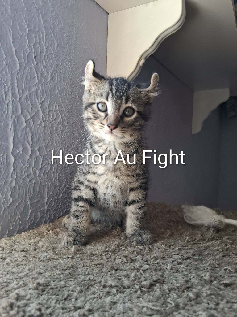 American Curl Kittens