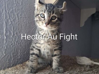 American Curl Kittens