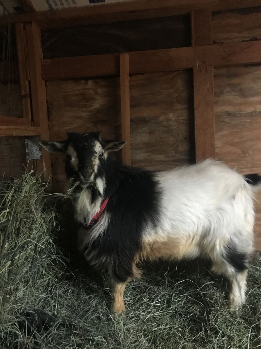 Polled Nigerian Dwarf Buck For Sale $75
