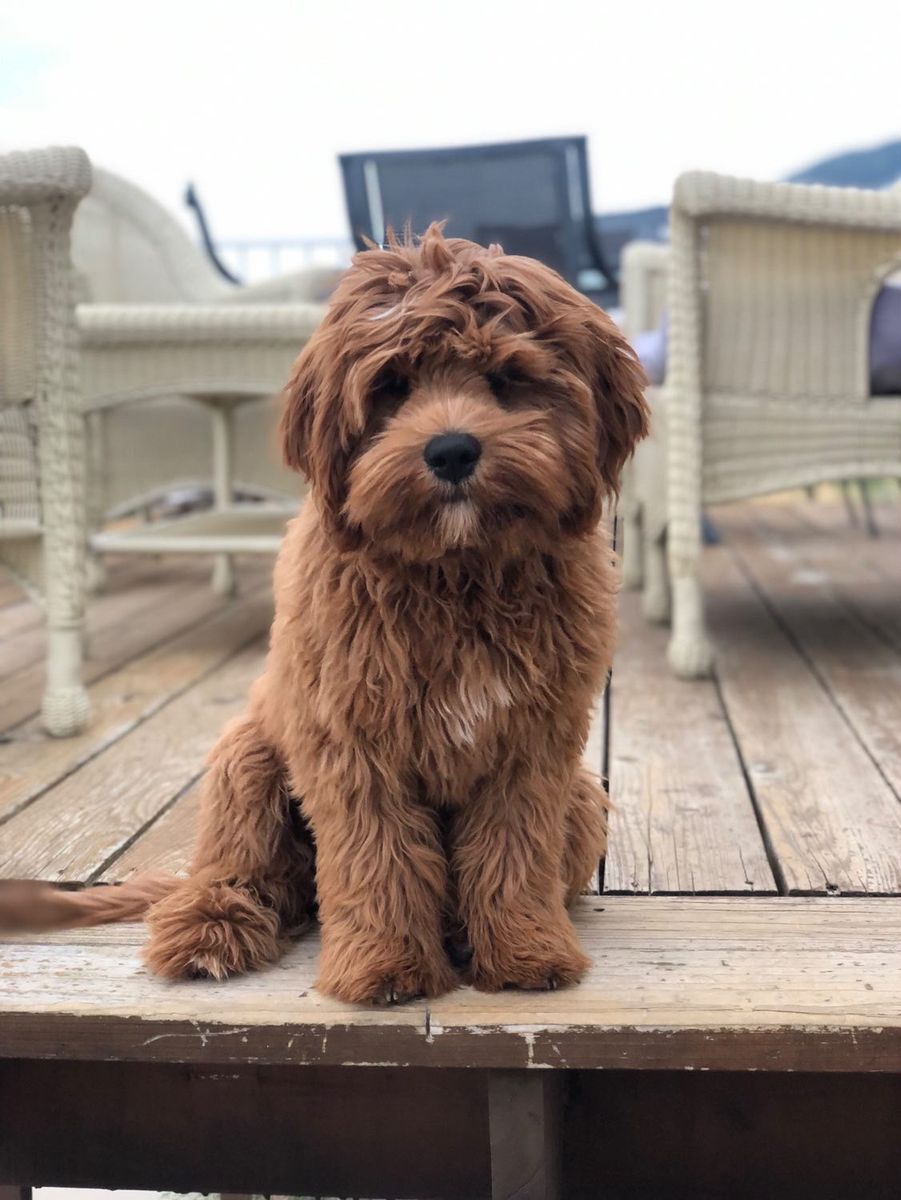 Multigenerational Cavapoo FF -/-