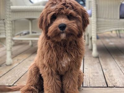 Multigenerational Cavapoo FF -/-