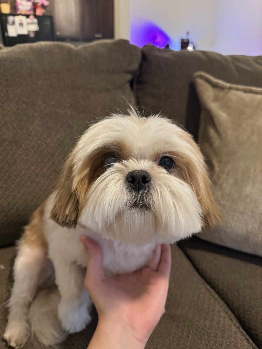 Shih-tzu stud