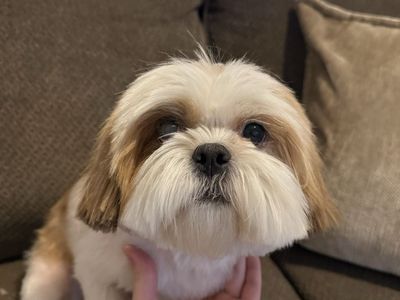 Shih-tzu stud