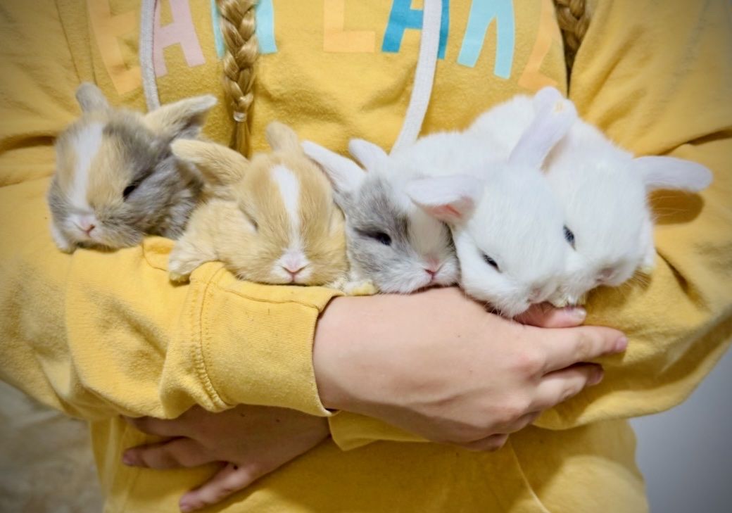 Adorable blue eyes, Holland Lop Baby Bunnies, Mixed Colors, Cuddly, Playful, & Friendly