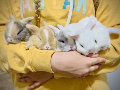 Adorable blue eyes, Holland Lop Baby Bunnies, Mixed Colors, Cuddly, Playful, & Friendly