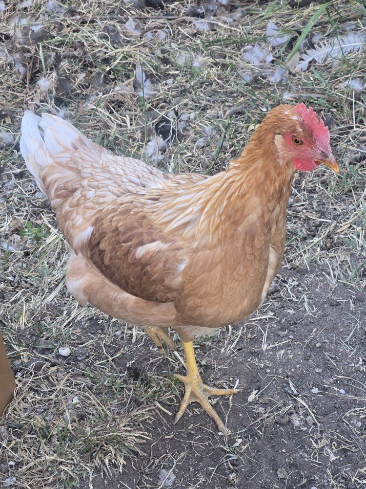 FREE Young Rooster