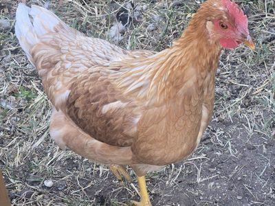 FREE Young Rooster