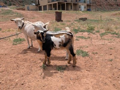 Friendly Tri-Color Nigerian Dwarf Buckling, Ready for New Home!