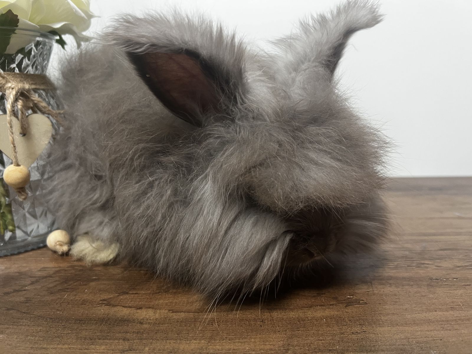 English Angora babies 9 weeks old
