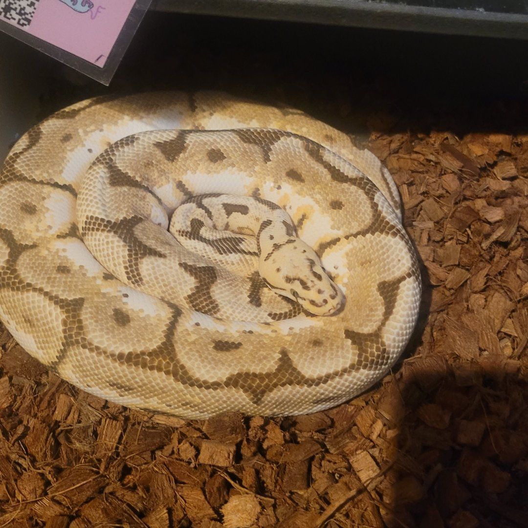 Ball python