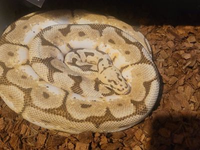 Ball python