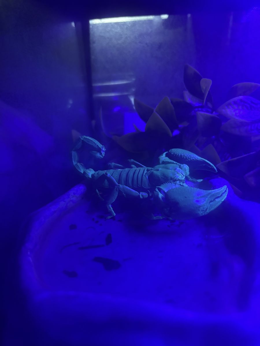 Asian forest scorpion