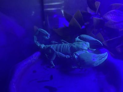 Asian forest scorpion