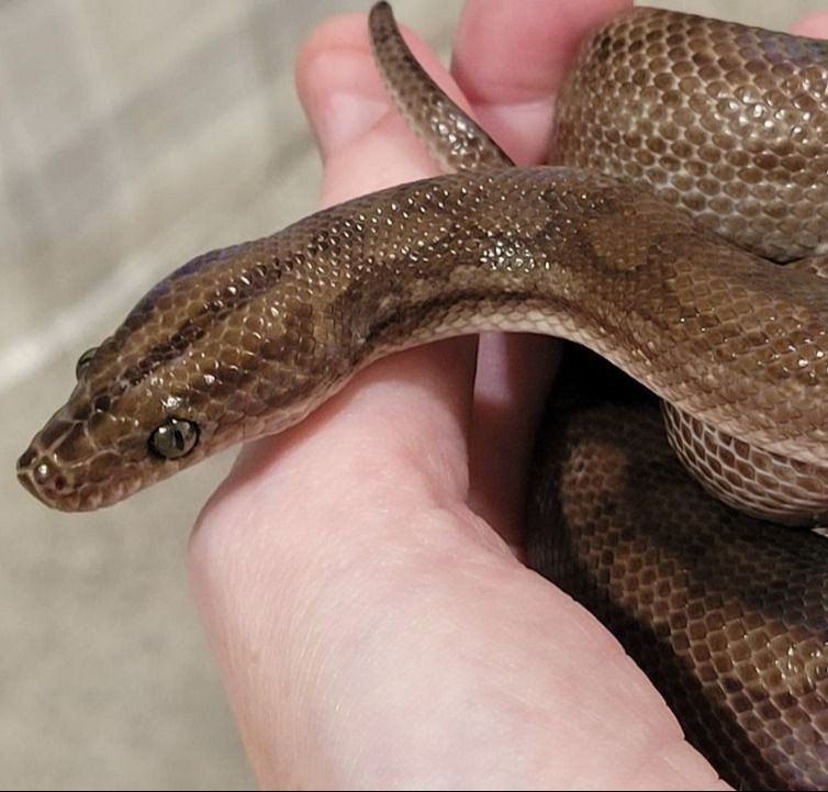Beautiful Columbian Rainbow Boa