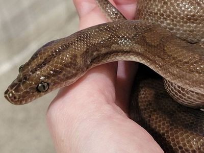 Beautiful Columbian Rainbow Boa