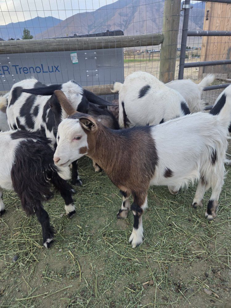 Miniature Silky Fainting goats