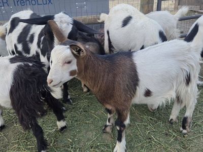 Miniature Silky Fainting goats