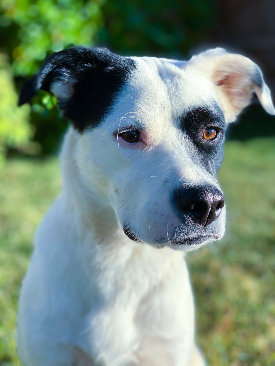 Free boxer border collie mix.