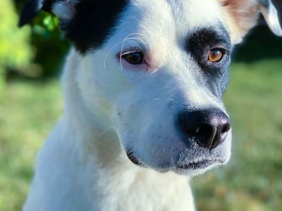 Free boxer border collie mix.