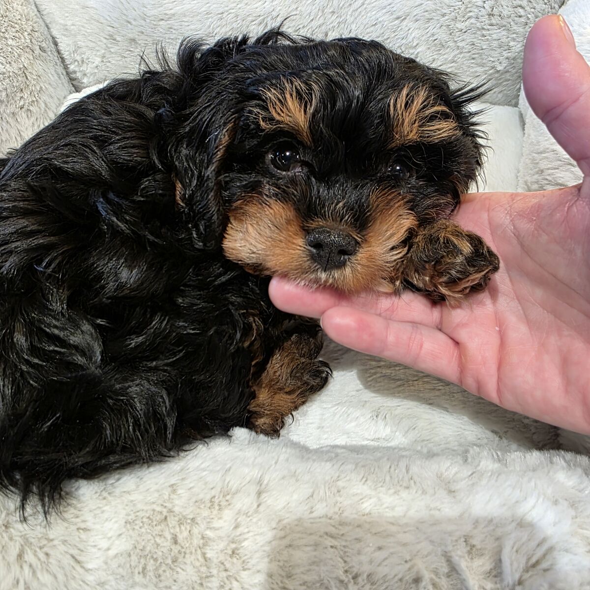 Micro-mini phantom cavapoo expected weight 10 lbs