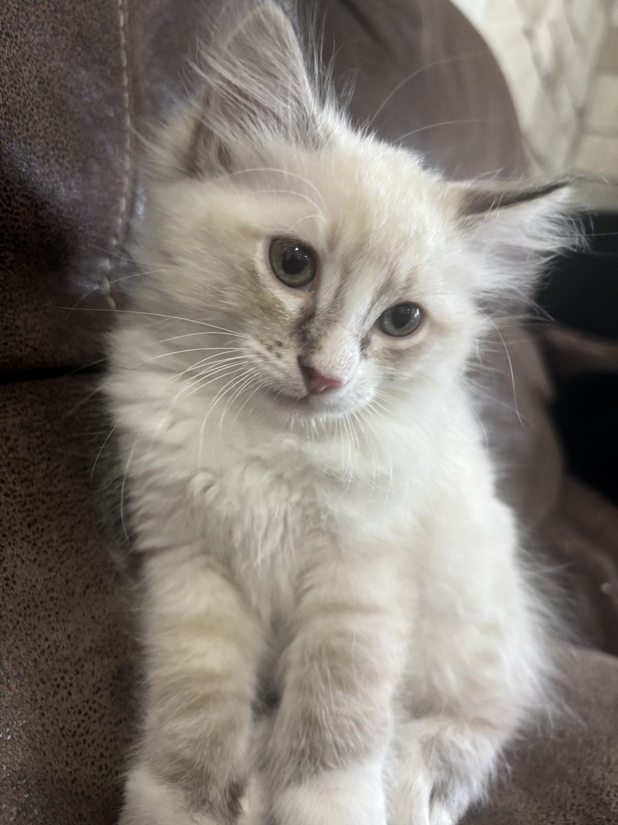 Kittens