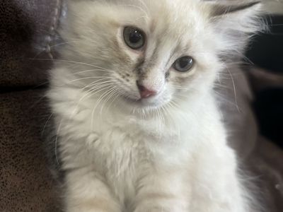 Kittens