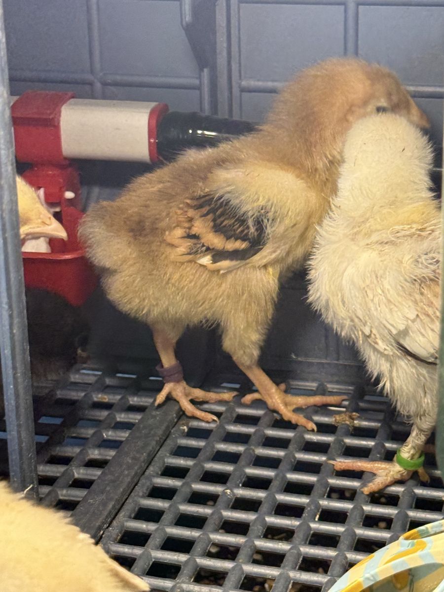 Chicks