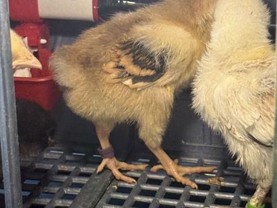 Chicks