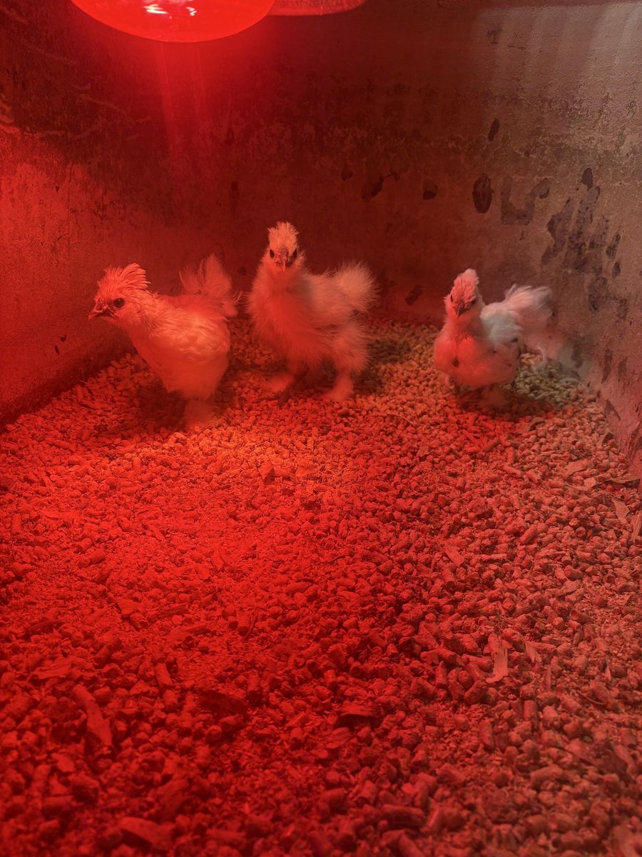 Silkie Chicks
