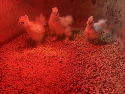Silkie Chicks