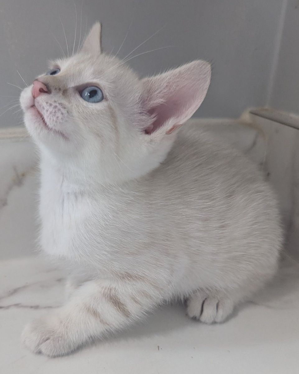 Bengal Snow Lynx Kitten