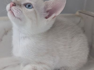 Bengal Snow Lynx Kitten