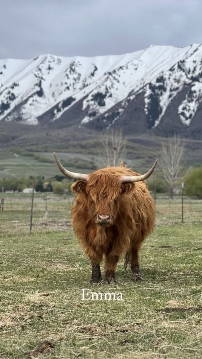 Scottish Highland Cow