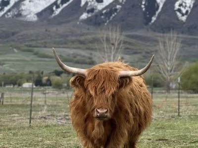 Scottish Highland Cow