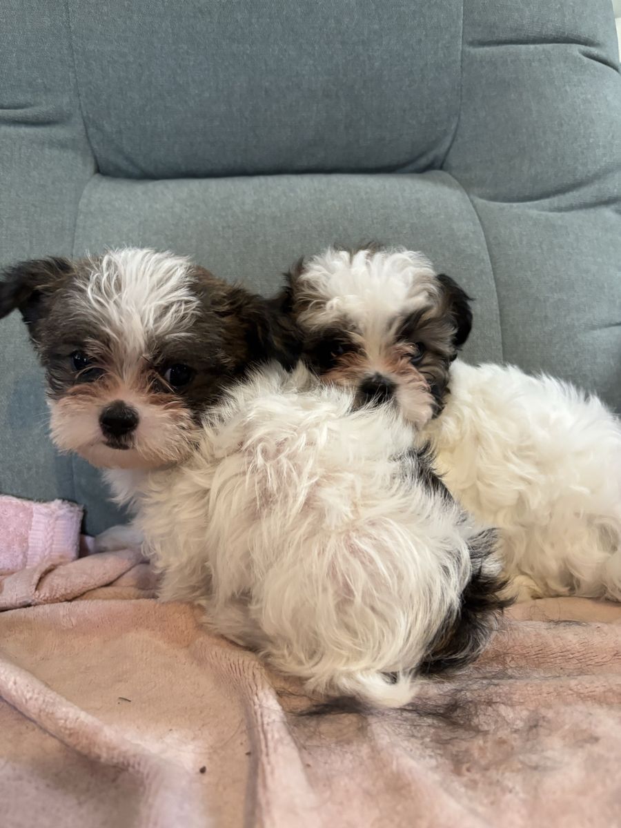 Shih Tzu Maltese Yorkie Puppies