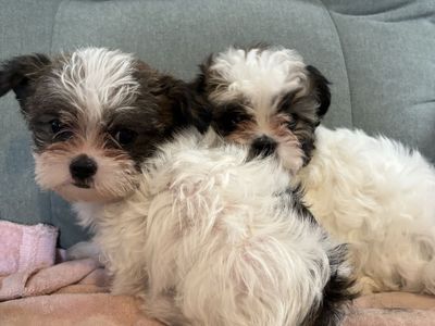 Shih Tzu Maltese Yorkie Puppies