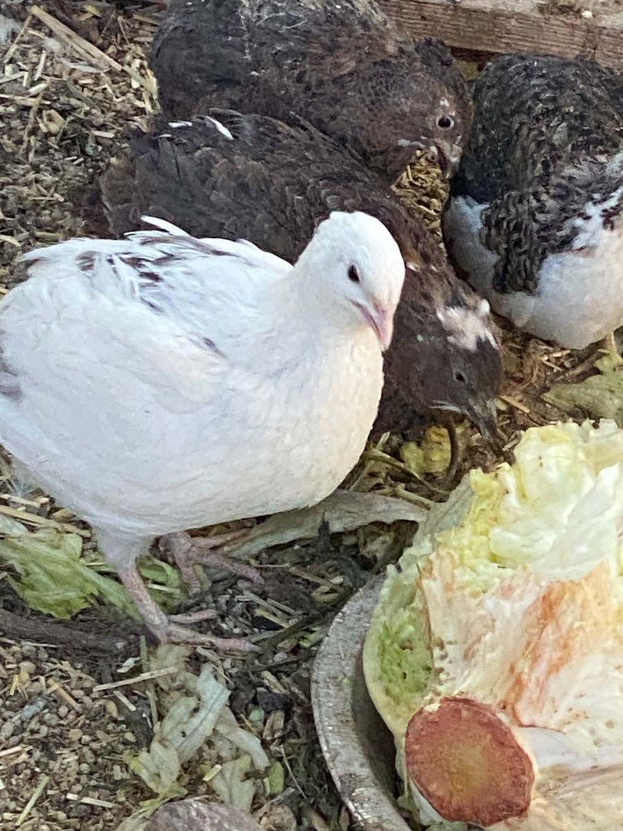 Celadon Quails