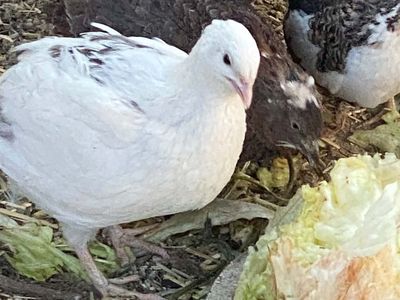 Celadon Quails