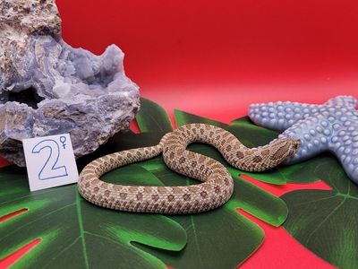 Western Hognose #2