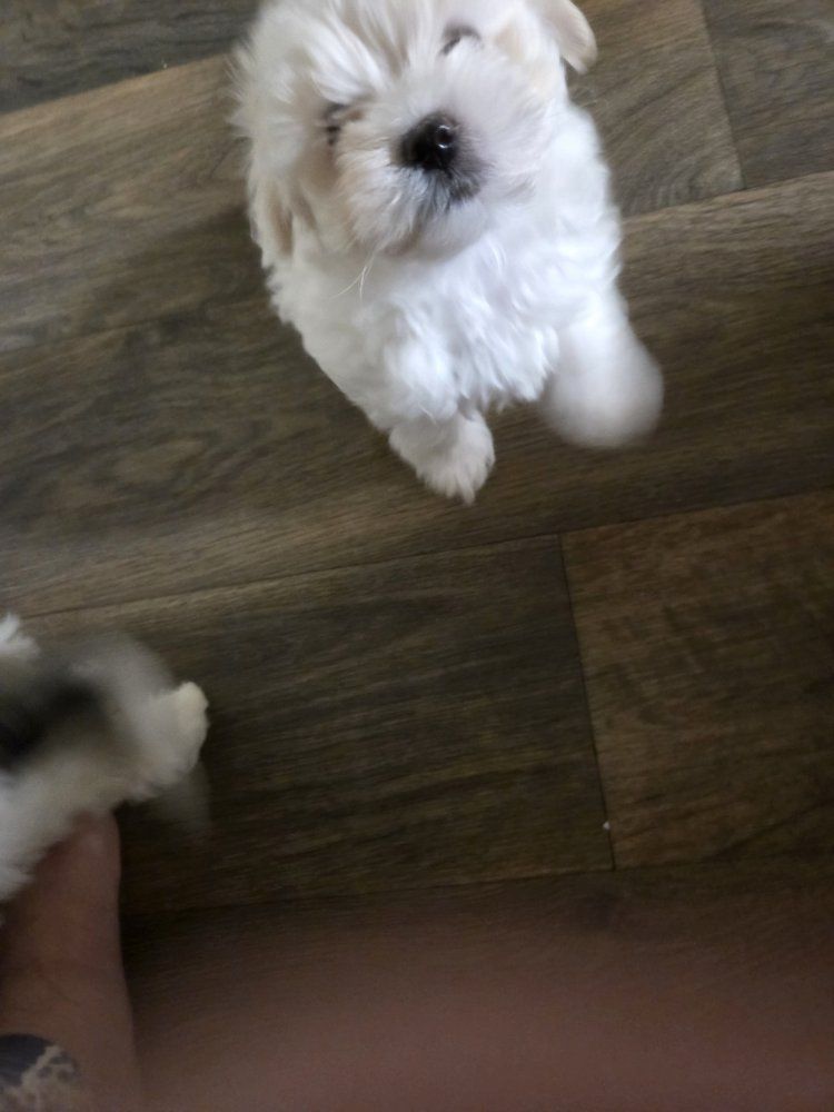 Teacup Maltipoo puppies