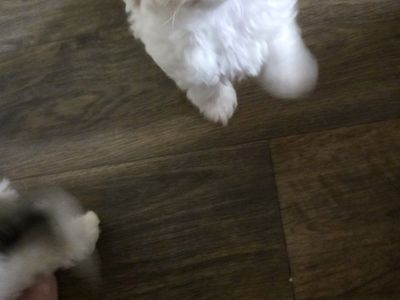 Teacup Maltipoo puppies