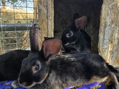 Purebred Satin Rabbits