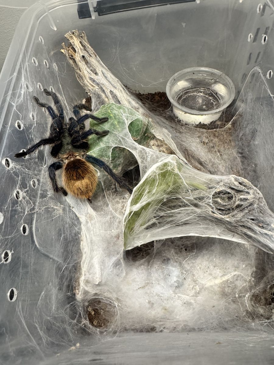 Subadult Chromatopelma Cyanopubesens Tarantula