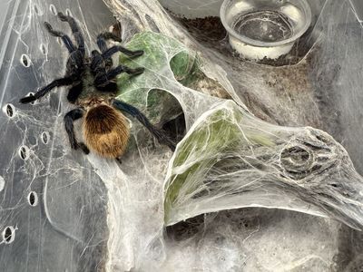 Subadult Chromatopelma Cyanopubesens Tarantula