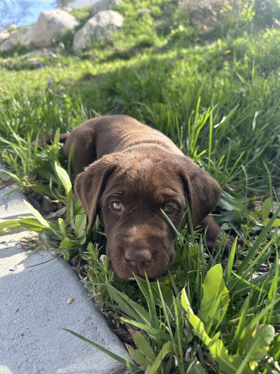 AKC Chocolate Lab Puppies