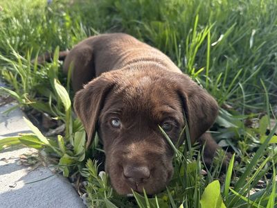 AKC Chocolate Lab Puppies
