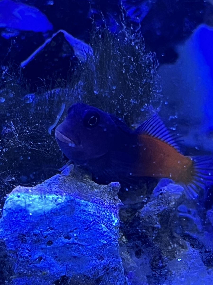 Bicolor Blenny Marine Saltwater Aquarium Fish