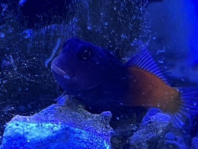 Bicolor Blenny Marine Saltwater Aquarium Fish