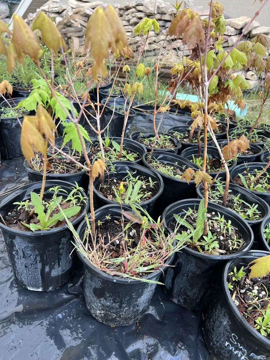 Sugar maple trees in 1 gal pots